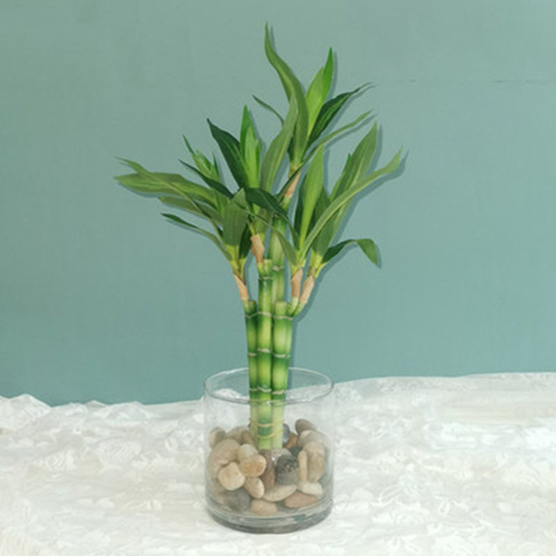 Aquarium Fish To Buy - Nieuwe 40cm kunstmatige geluksbamboe succulent nepplant