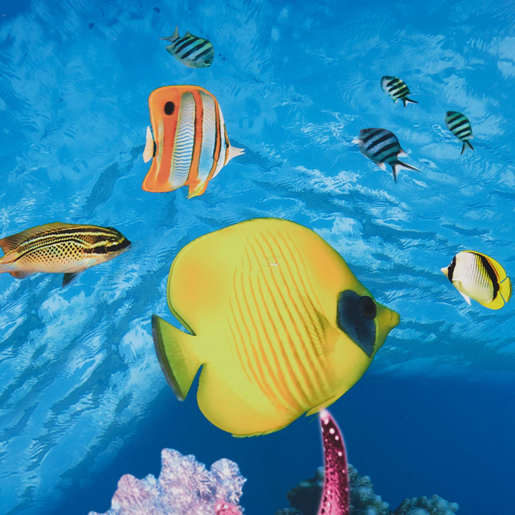 Fish In Aquarium Picture - BAAU Aquarium Achtergrond Papier HD Foto