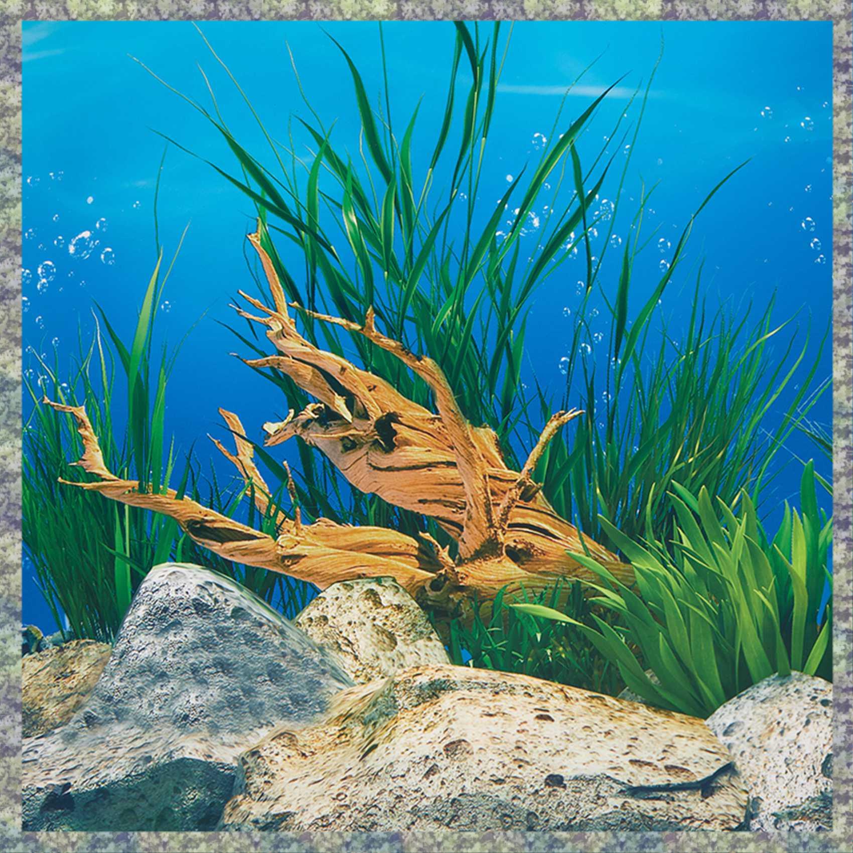 Fish In Aquarium Picture - WON Aquarium Achtergrond Papier HD Foto