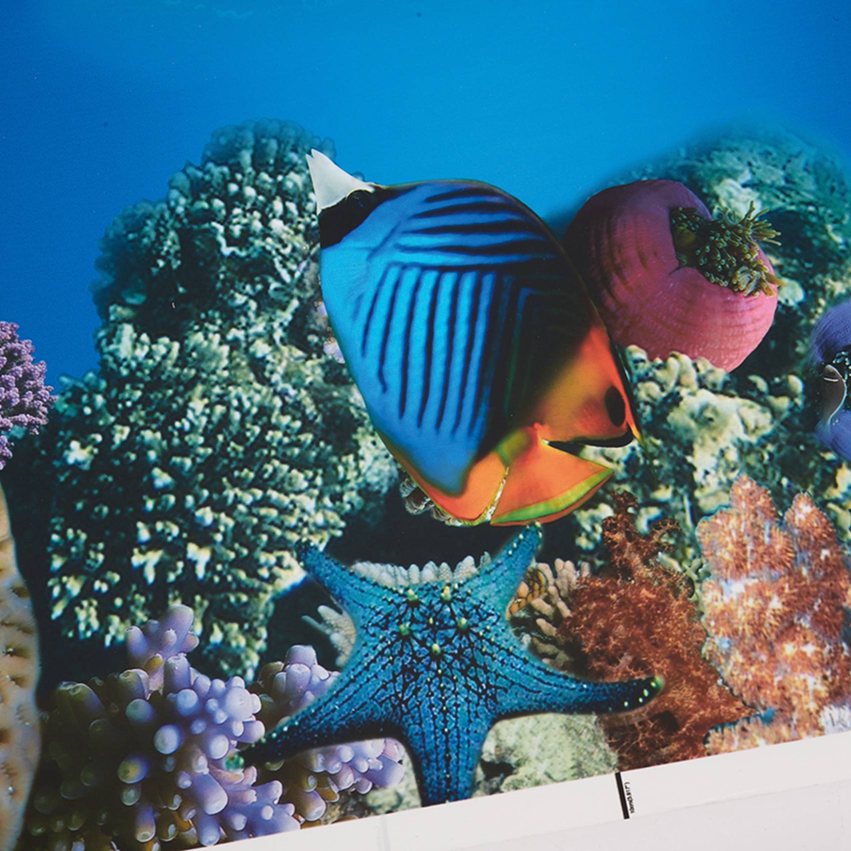 BAAU Aquarium Achtergrond Papi - Fish In Aquarium Picture recensie en prijs